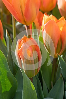 Orange Tulip, TulipaÂ fosteriana Orange Emperor budding flower